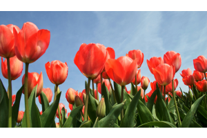 Alles wat je moet weten over tulpenbollen planten