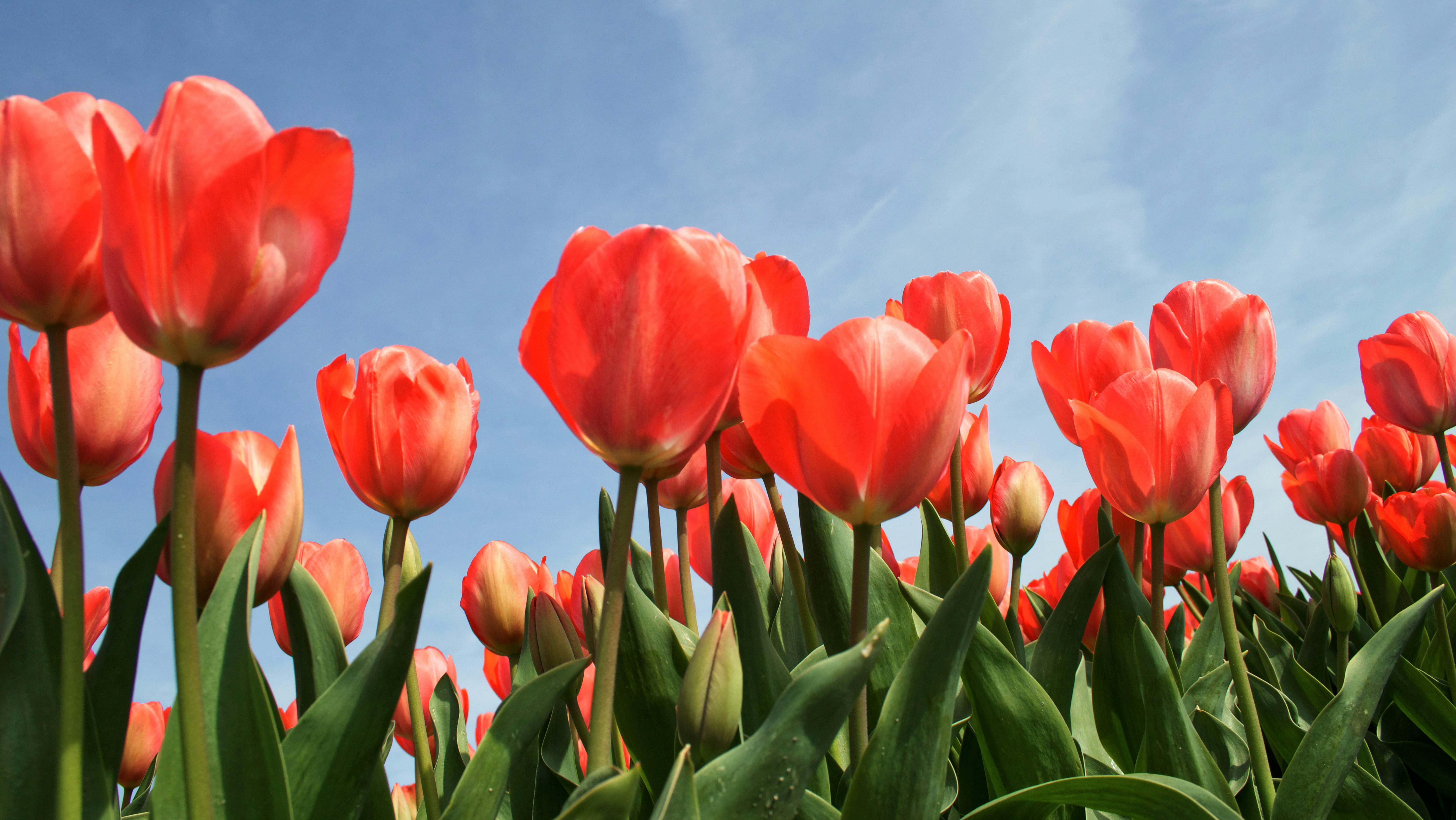 Alles wat je moet weten over tulpenbollen planten